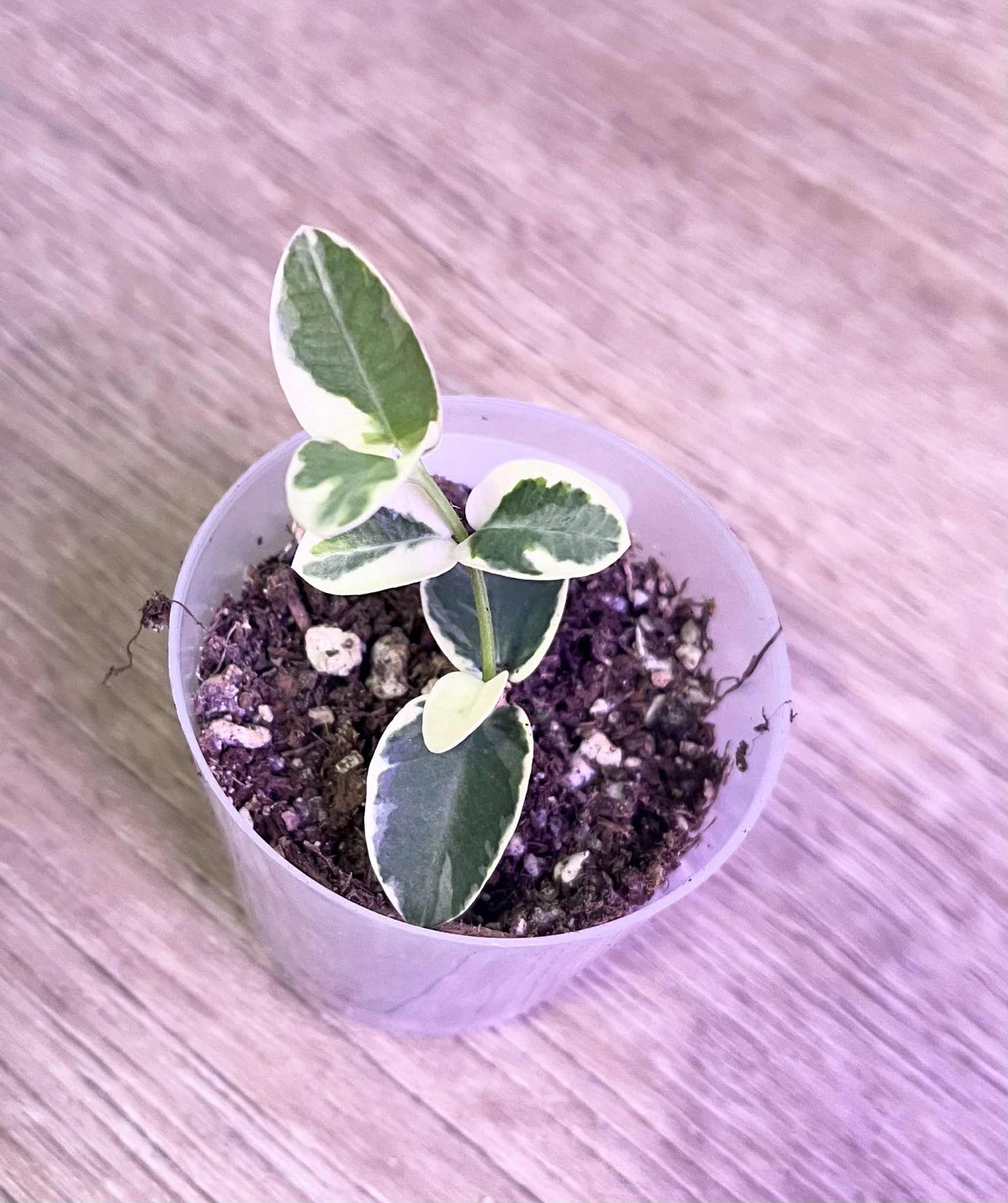 Hoya cumingiana (variegated)