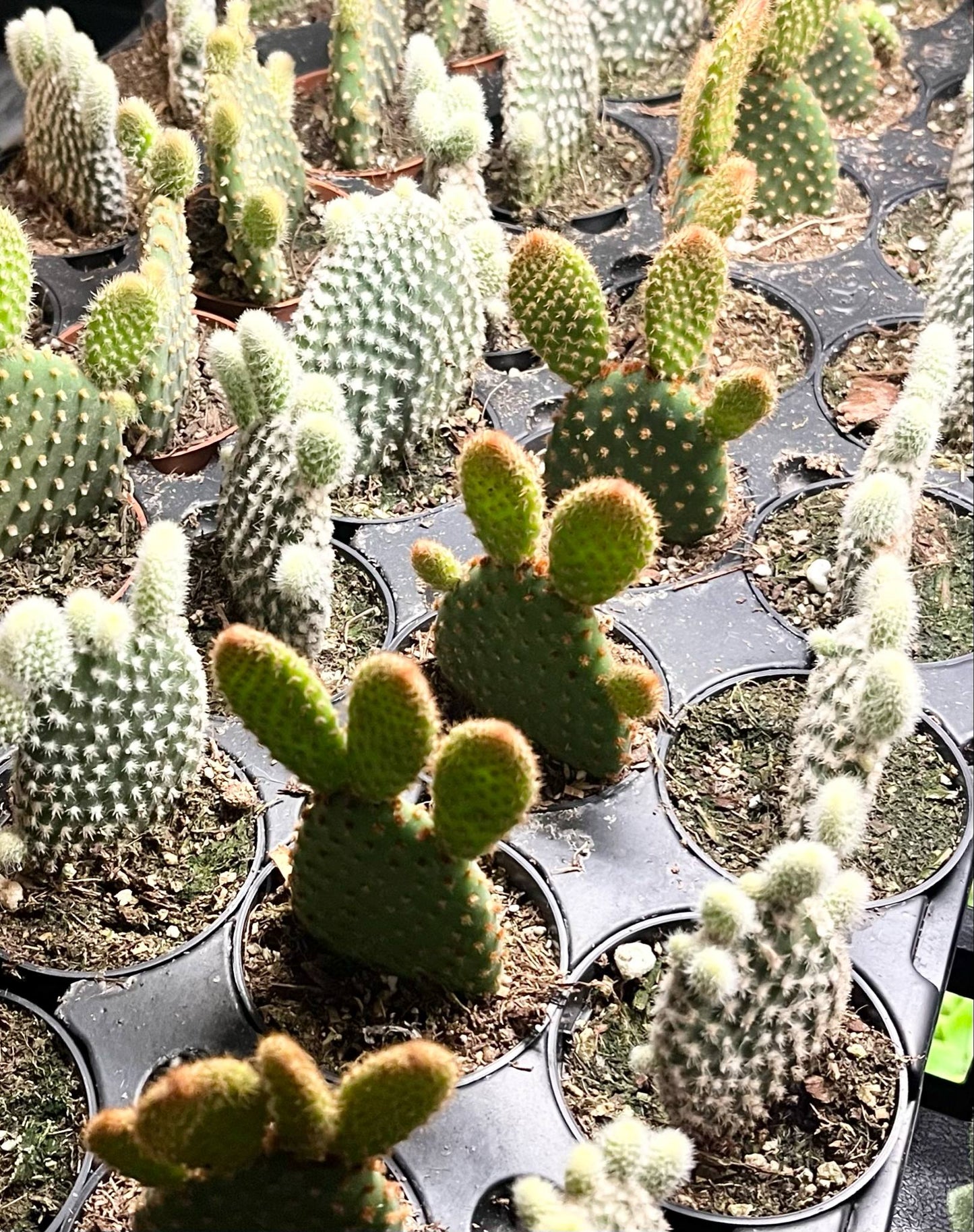 Cactus Opuntia - Bunny Ears 2"
