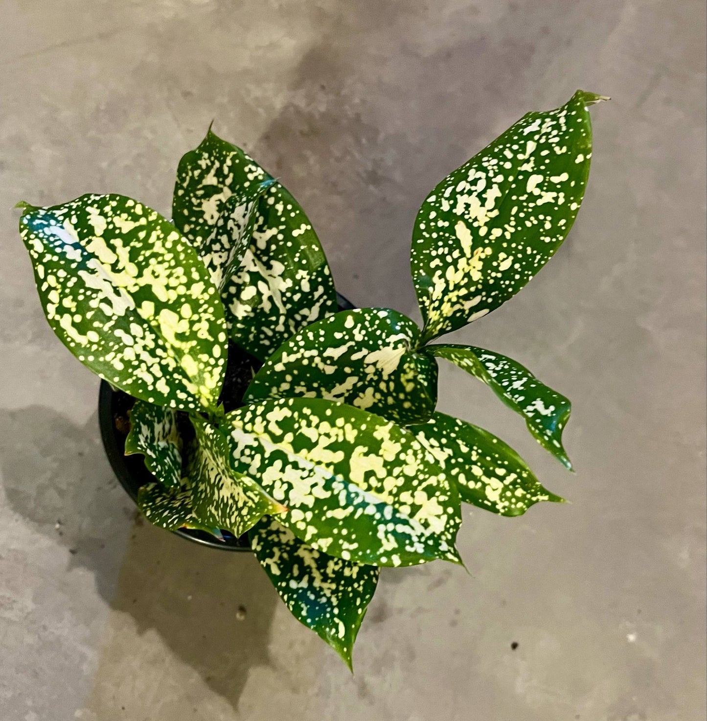 Dracaena Florida Beauty 4"