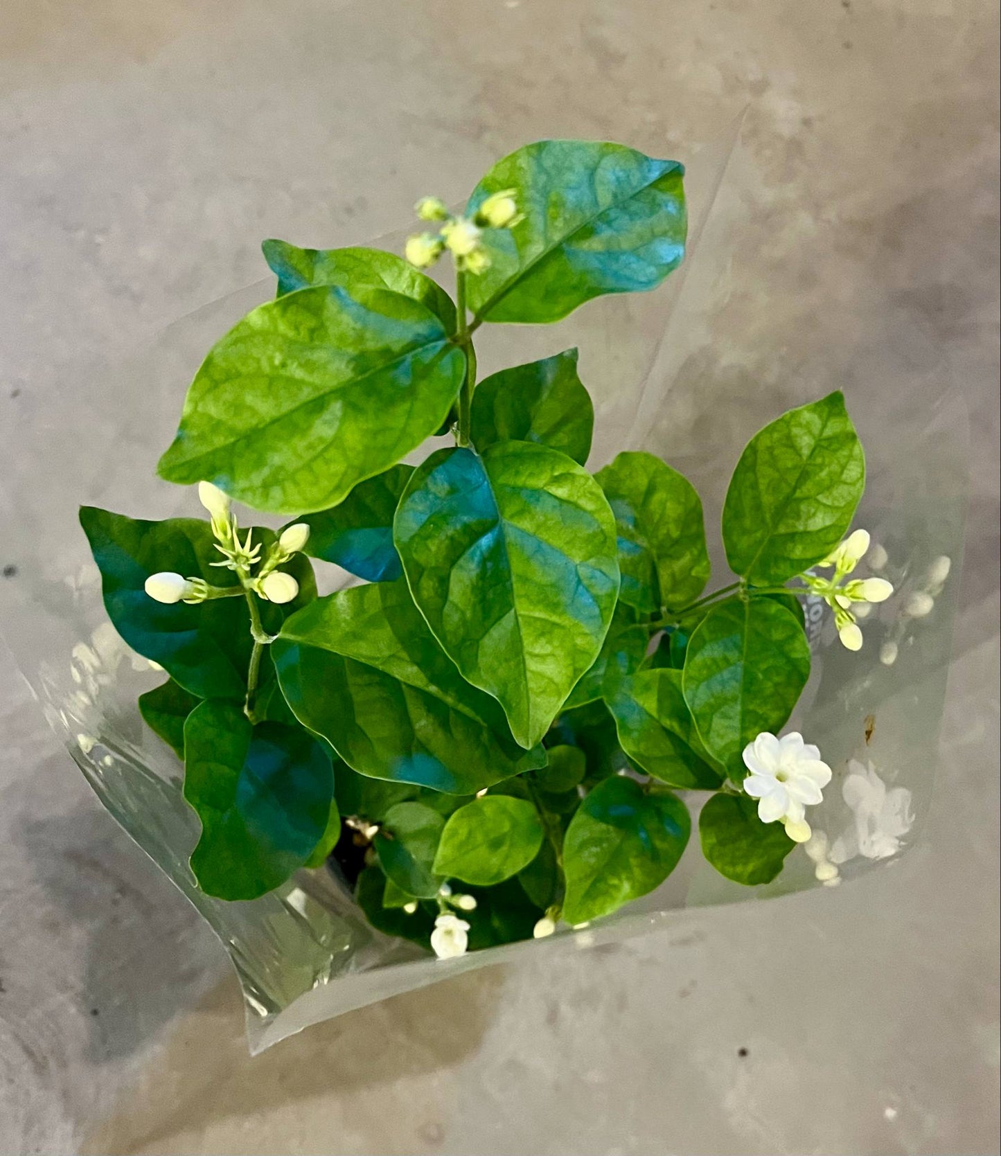 Jasmine Sambac 4"
