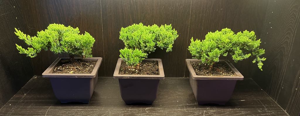 Juniper Japanese Bonsai 6"