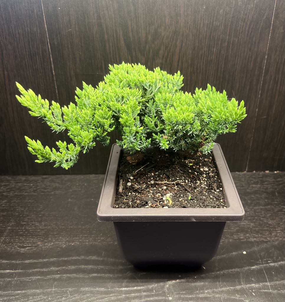 Juniper Japanese Bonsai 6"