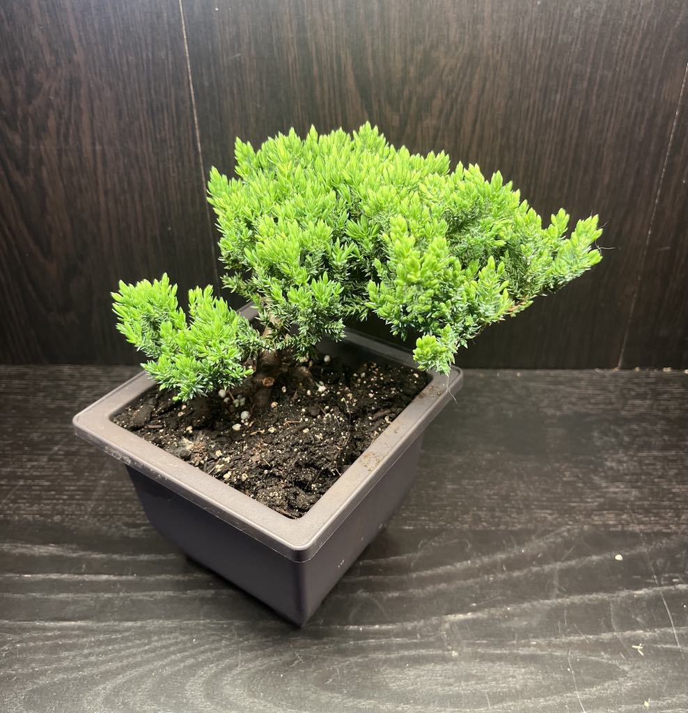 Juniper Japanese Bonsai 6"