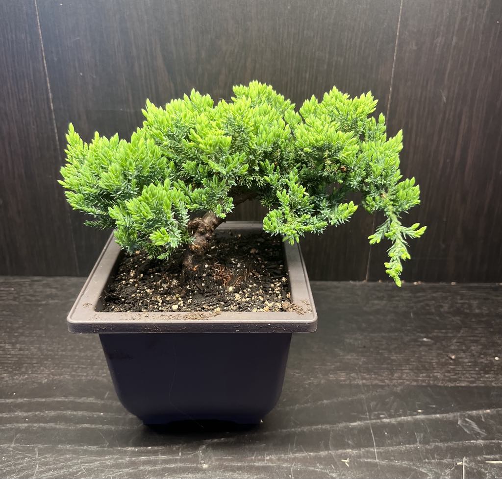 Juniper Japanese Bonsai 6"