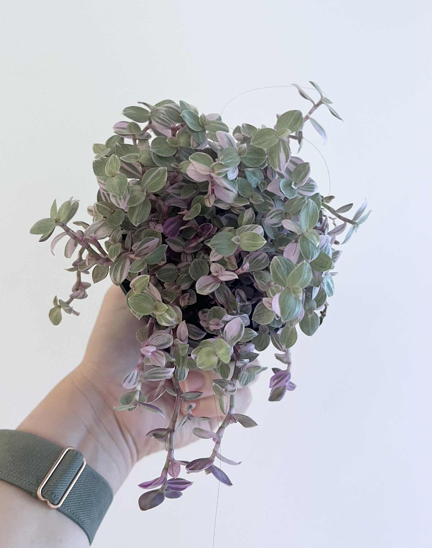 Tradescantia Pink Panther