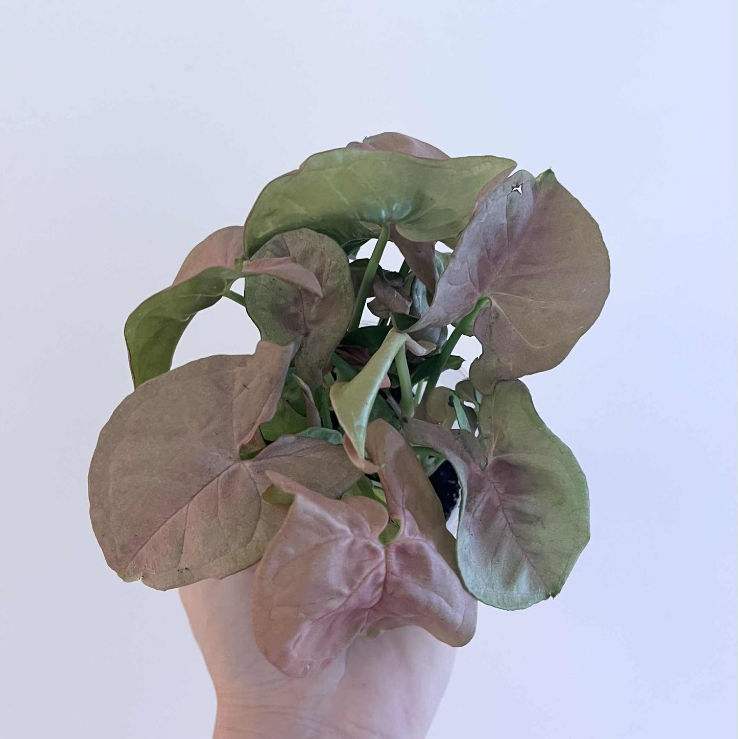Syngonium neon (pink)
