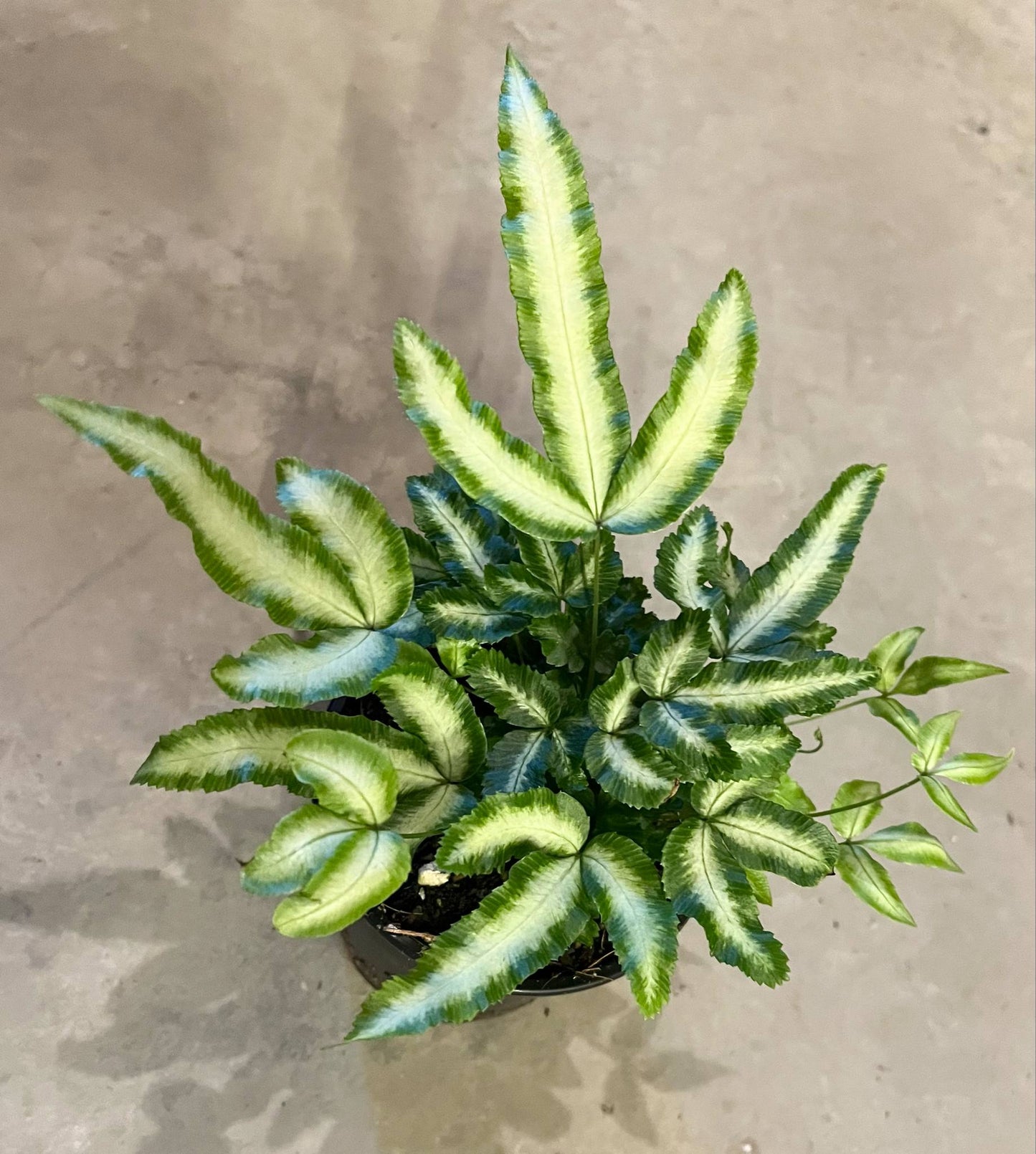 Duck Foot Fern (Passiflora Trifasciata) - 4"