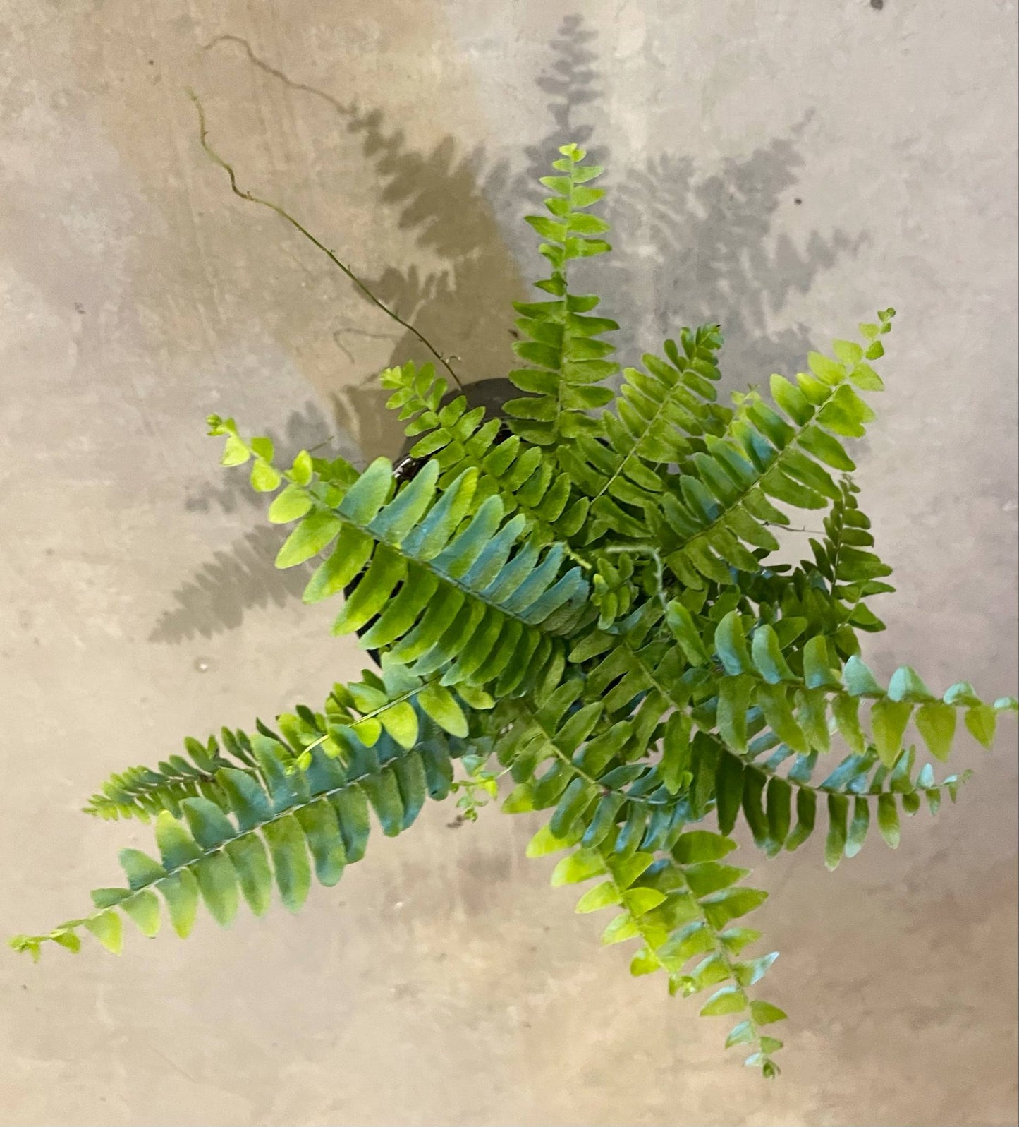 Boston Fern 4"