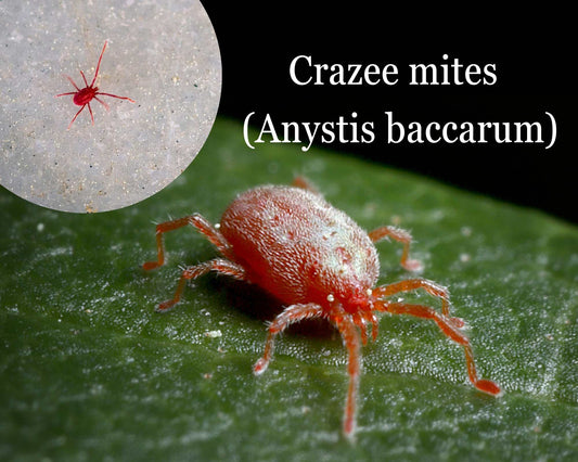 Crazee Mites