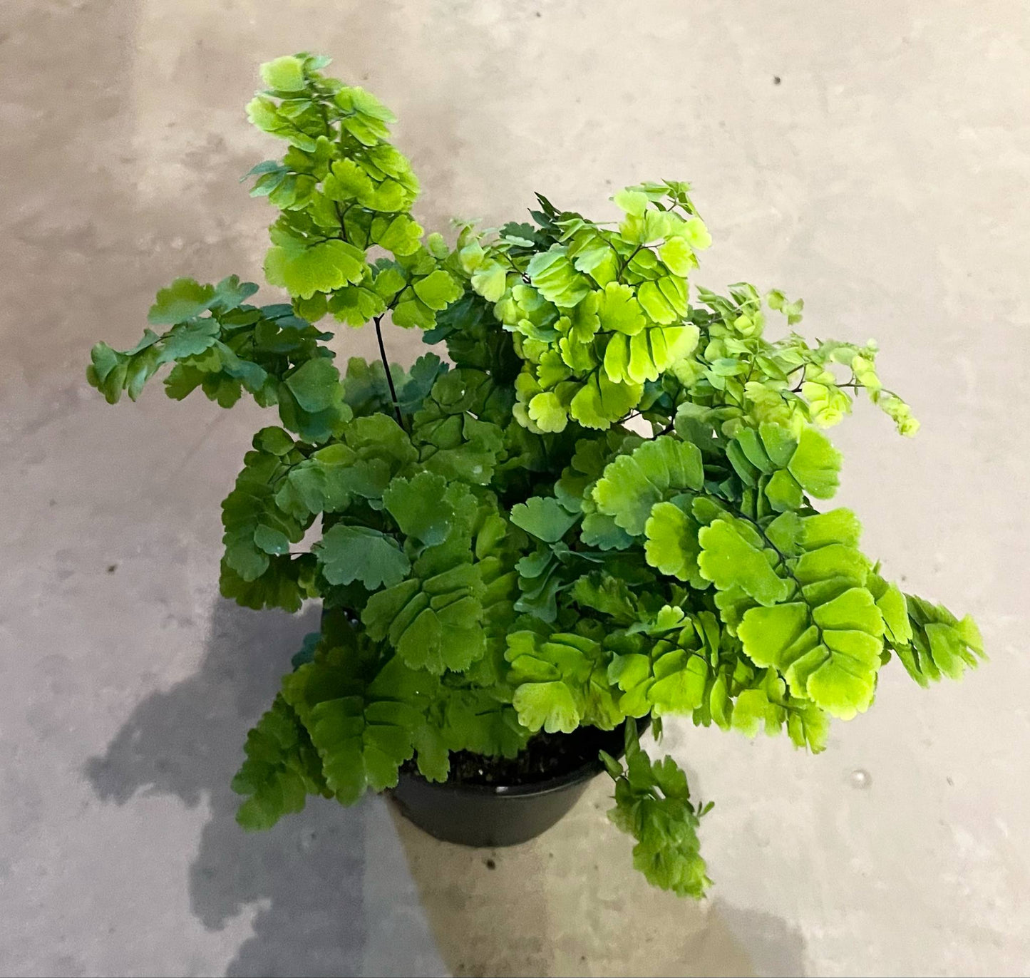 Maidenhair fern 4"