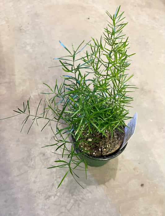 Asparagus Sprengeri Fern 4"