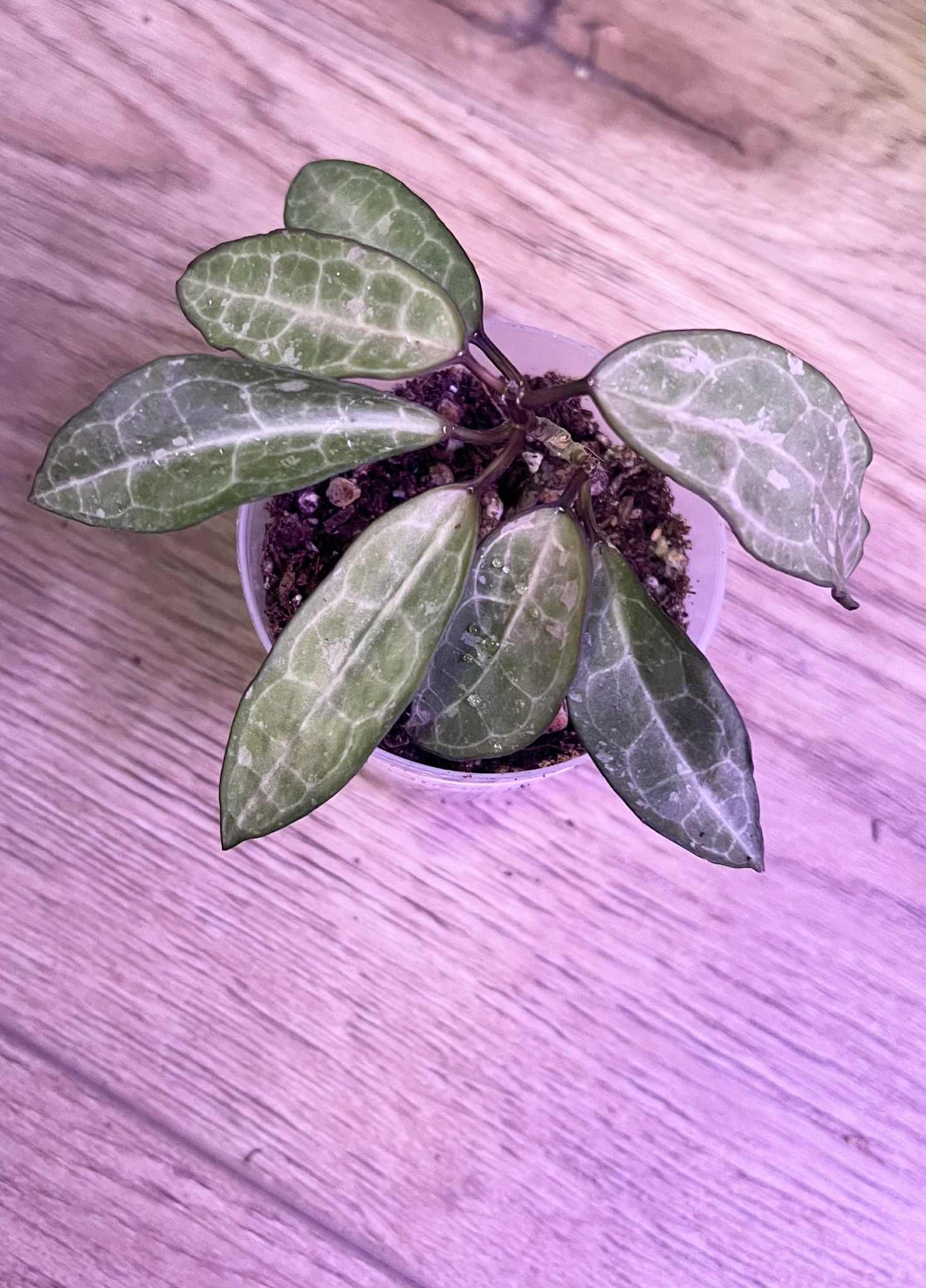 Hoya eliptica