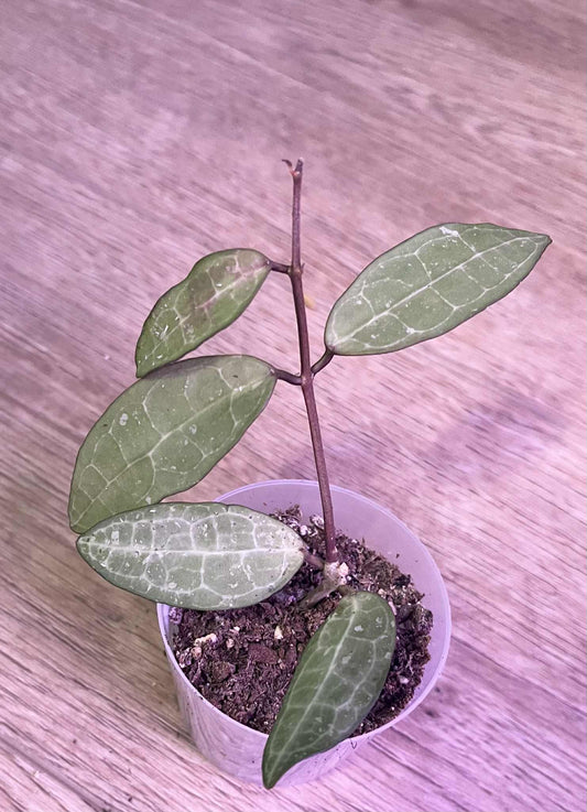 Hoya eliptica
