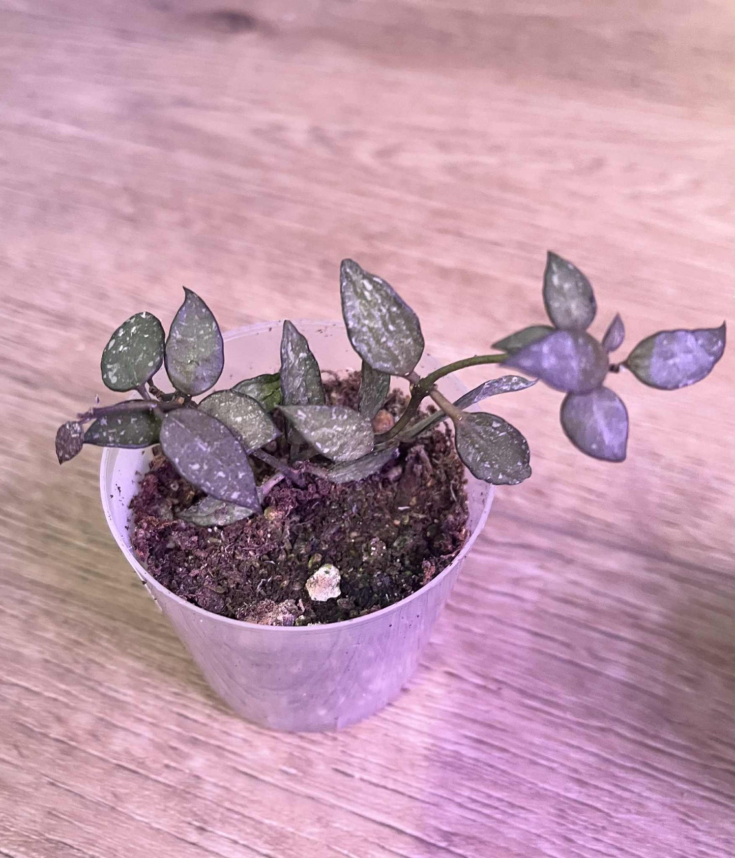 Hoya lacunosa 'Durian Perangin'