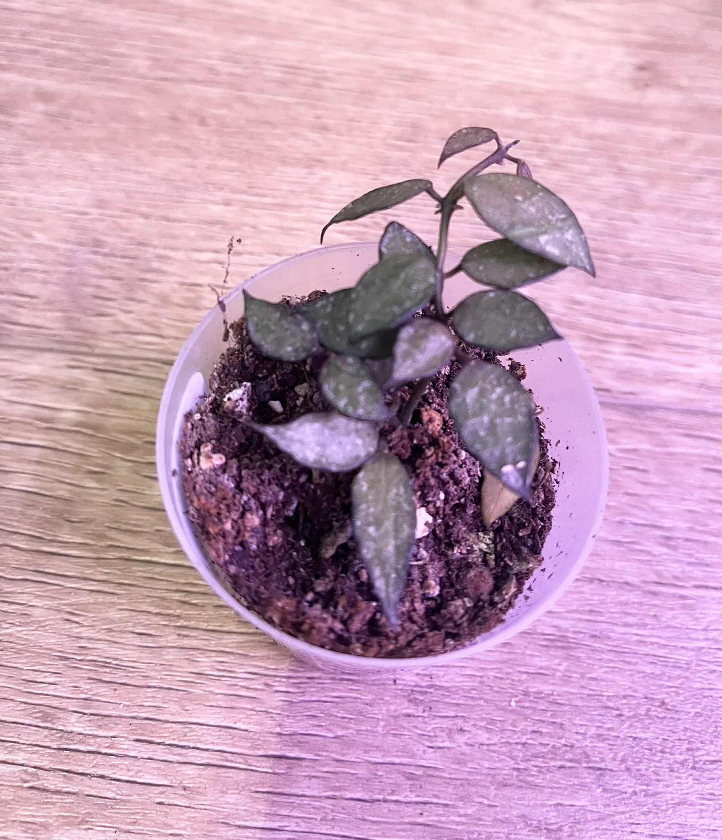 Hoya lacunosa 'Durian Perangin'