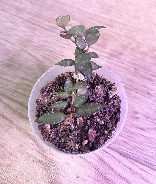 Hoya lacunosa 'Durian Perangin'