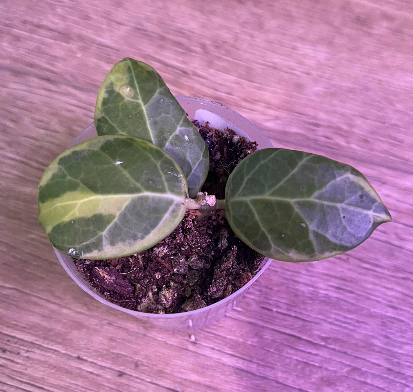 Hoya obscura (variegated)