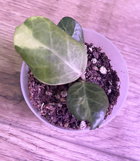 Hoya obscura (variegated)