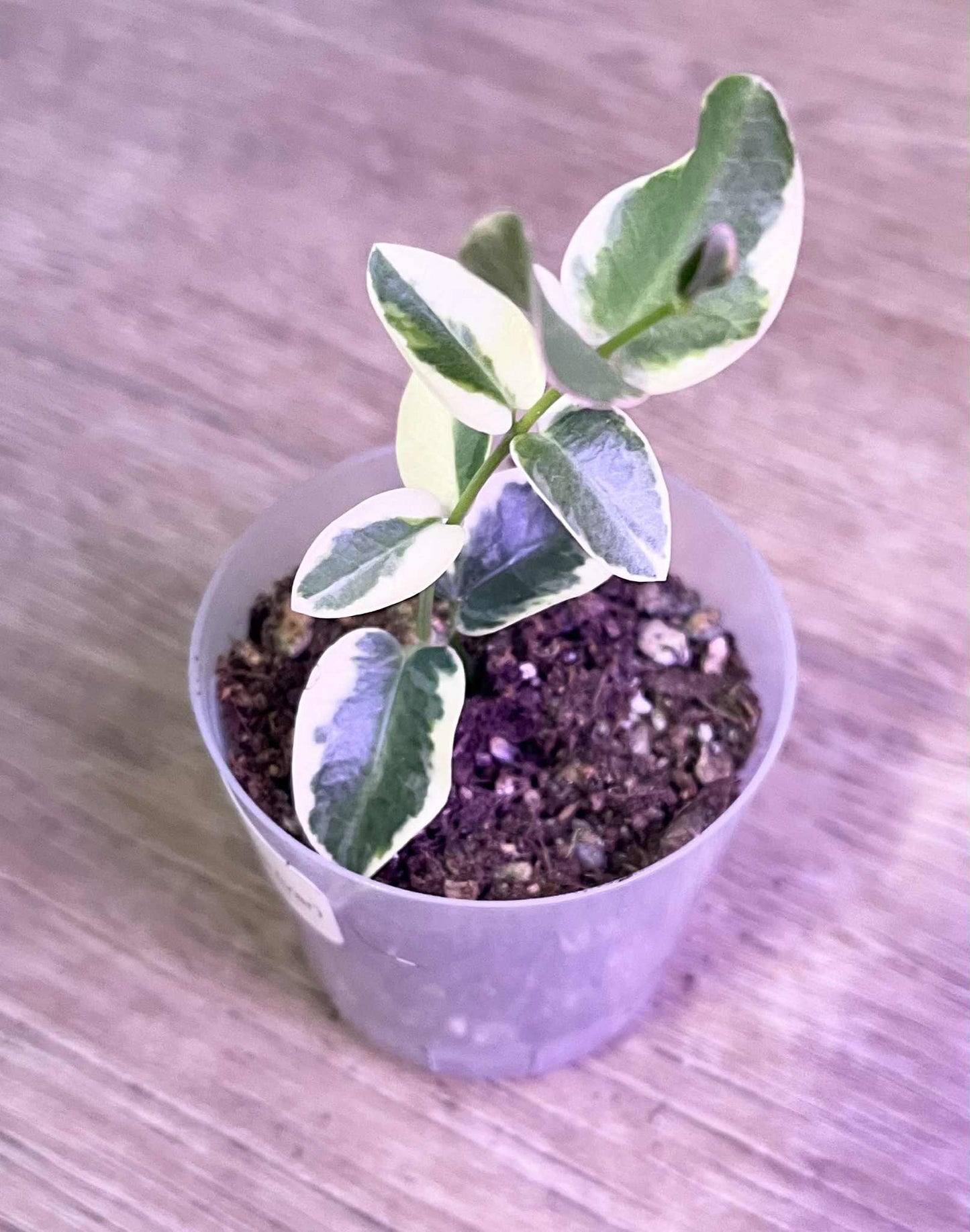 Hoya cumingiana (variegated)