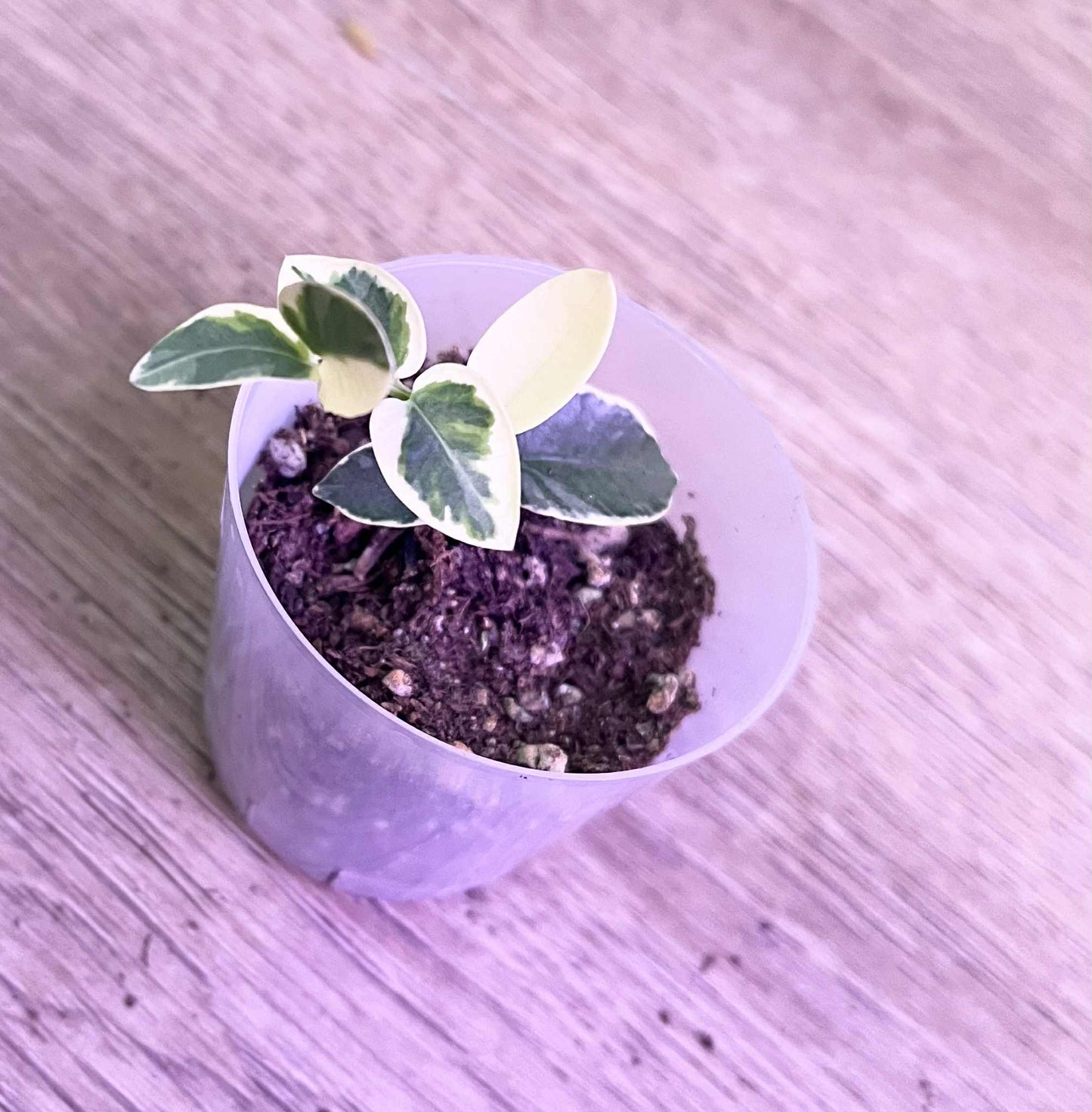 Hoya cumingiana (variegated)