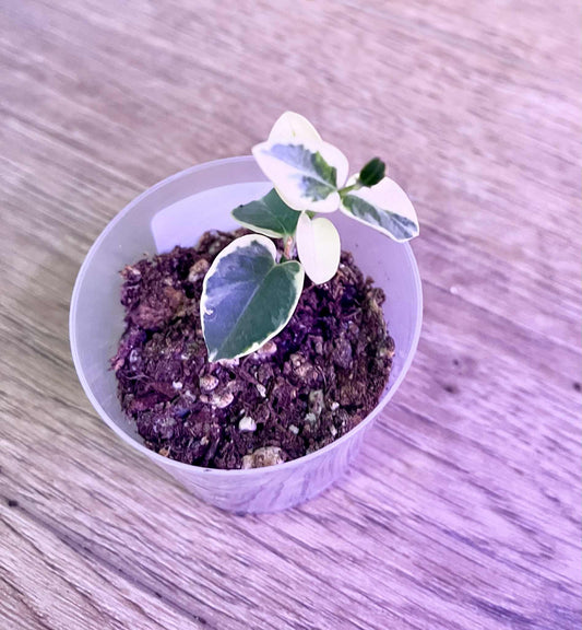 Hoya cumingiana (variegated)