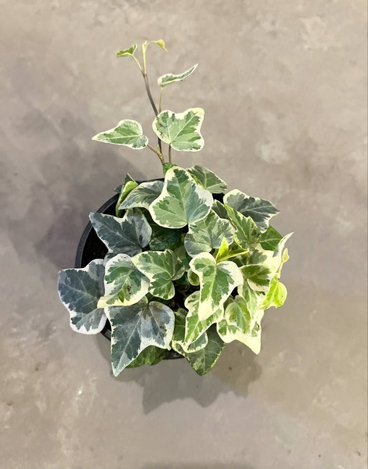 Ivy Variegated White 4"