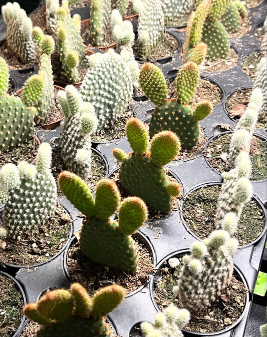 Cactus Opuntia - Bunny Ears 2"
