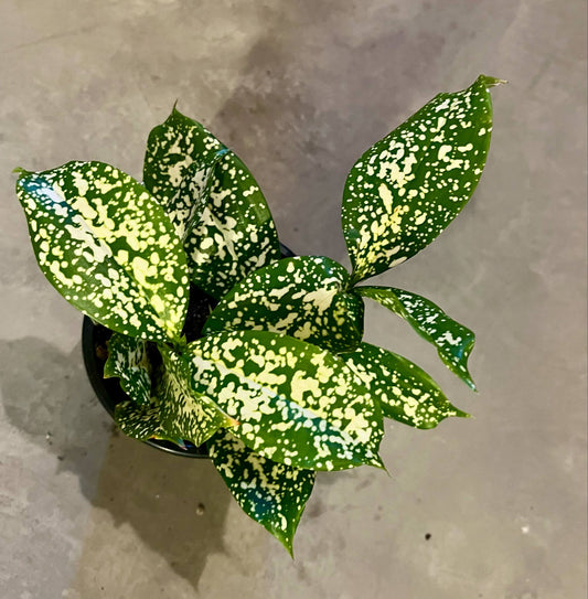 Dracaena Florida Beauty 4"
