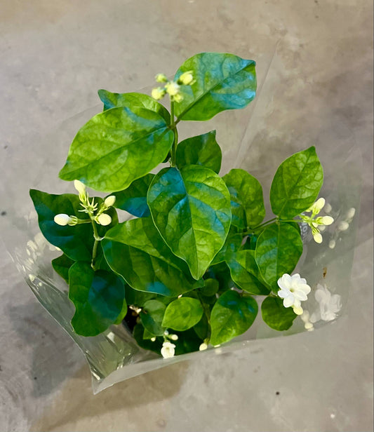 Jasmine Sambac 4"