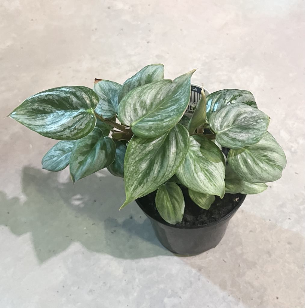 Philodendron Sodiroi Giant Silver 4"