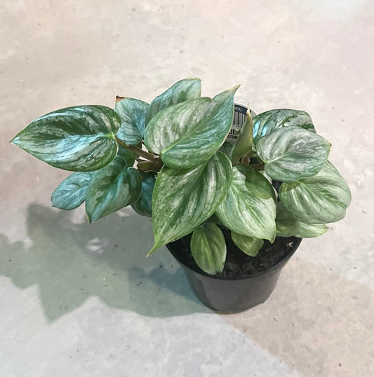 Philodendron Sodiroi Giant Silver 4"