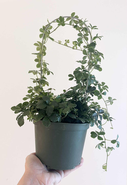 Sugarvine plant on trellis