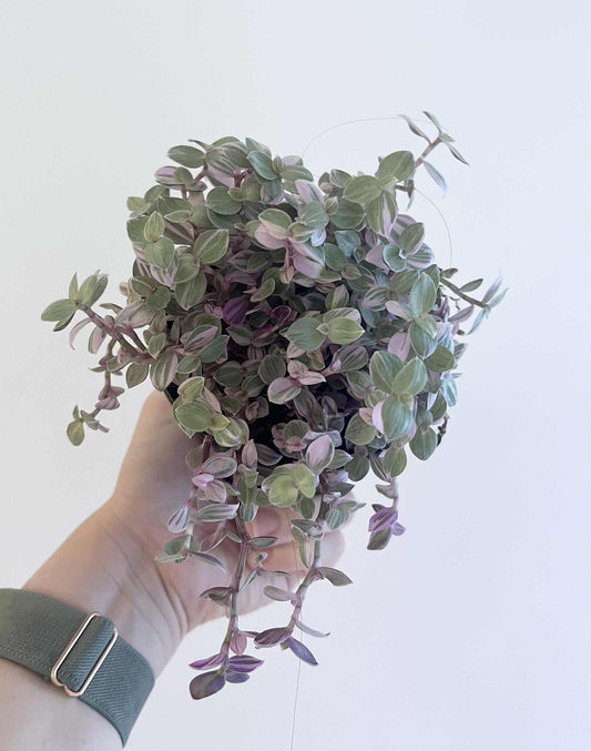 Tradescantia Pink Panther