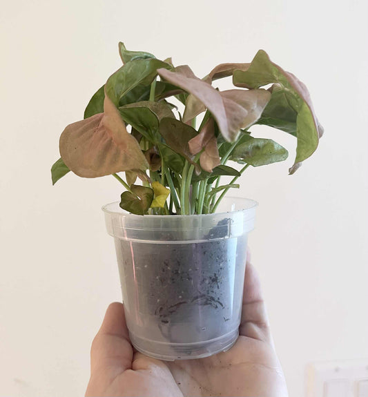 Syngonium neon (pink)