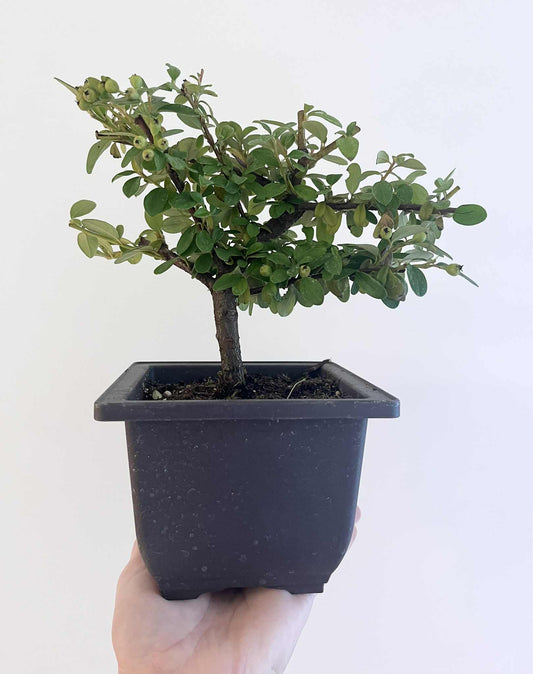 Cotoneaster Bonsai