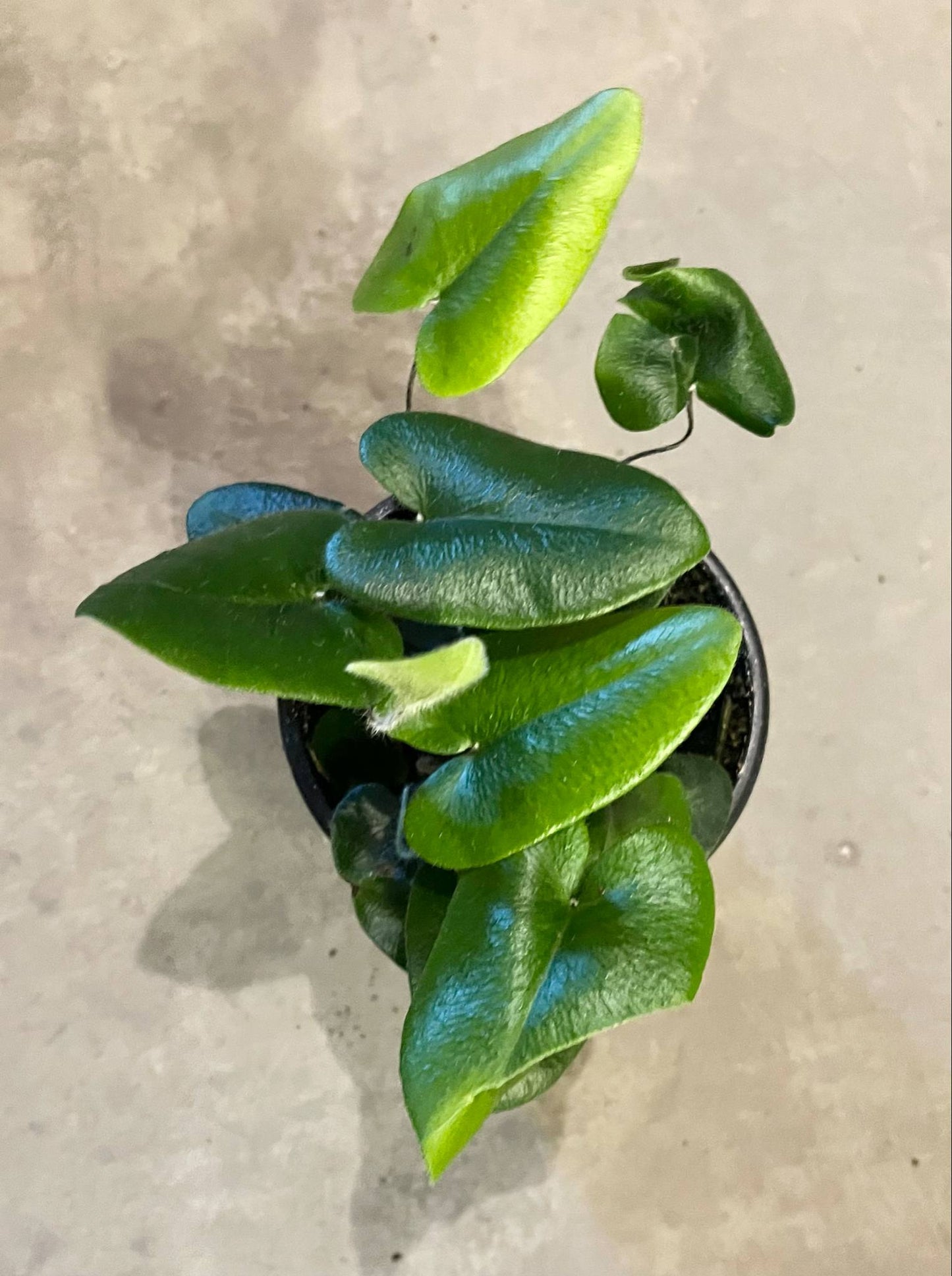 Hemionitis Arifolia - Heart Leaf Fern 4"