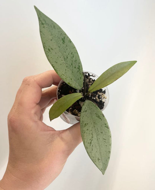 Hoya pubycalyx (pink/silver)