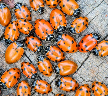 Ladybugs