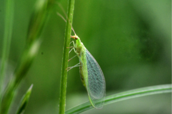 Green Lacewing Eggs (target all pest)