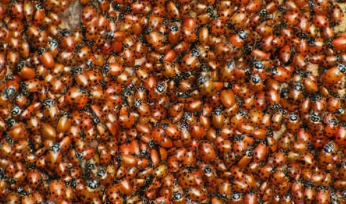 Ladybugs