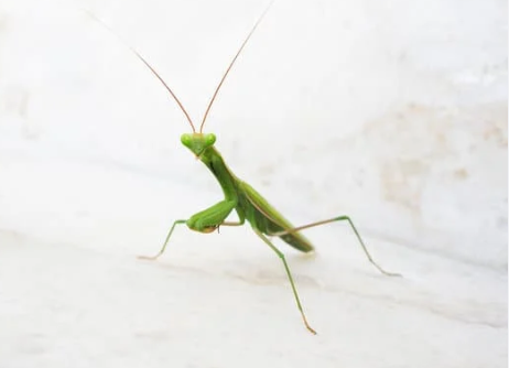 Praying Mantis