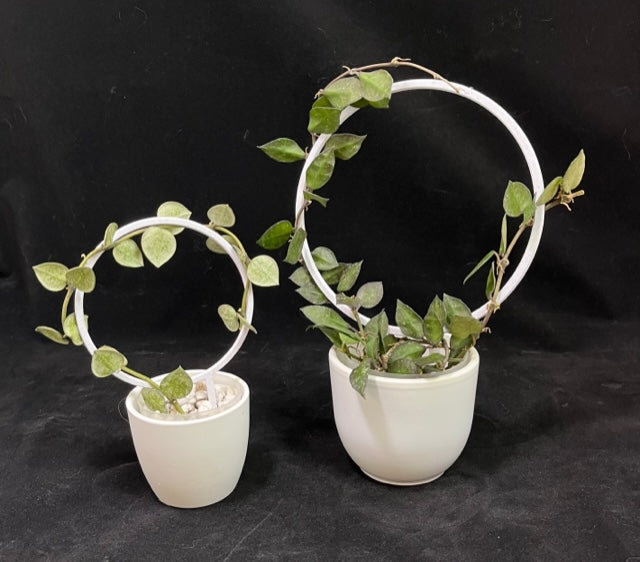 Hoop Trellis